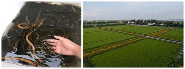 最新鱔魚養殖技術,觀點闡述與深度解析